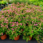 Tavoľník japonský (Spiraea japonica) ´NEON FLASH´ - výška 30-40 cm, kont. C3L